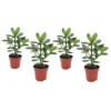Clusia Rosea Princess - Set Van 4 - Pot 12cm - Hoogte 25-35cm