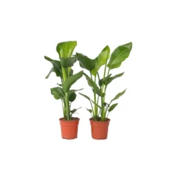 Strelitzia Nicolai - Set Van 2 - Paradijsvogelplant - Pot 17cm - Hoogte 55-70cm