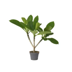 Plumeria Frangipani - Plumeria Hawaii - Pot 17cm - Hoogte 45-55cm