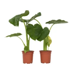 Alocasia Macrorrhiza - Set Van 2 - "Olifantsoor" - Pot 17cm - Hoogte 60-70cm