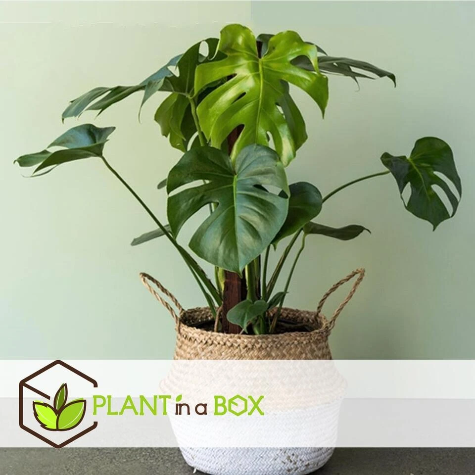 Monstera Deliciosa - Pot 17cm - Hoogte 50-60cm - Afbeelding 3