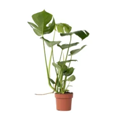 Monstera Deliciosa - Pot 17cm - Hoogte 50-60cm