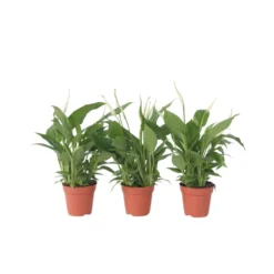 Spathiphyllum 'Lepelplant' - Set Van 3 - Pot 12cm - Hoogte 30-40cm