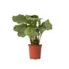 Calathea Orbifolia - Pauwenplant - Pot 21cm - Hoogte 55-60cm
