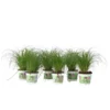 Cyperus - Set Van 6 - Kattengras - Pot 12cm - Hoogte 30-40cm