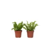 Asplenium Crispy Wave - Set Van 2 - Pot 12cm - Hoogte 25-40cm
