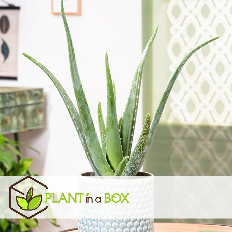 Aloë Vera - Set Van 2 - Succulent - Pot 10,5cm - Hoogte 25-40cm - Afbeelding 3