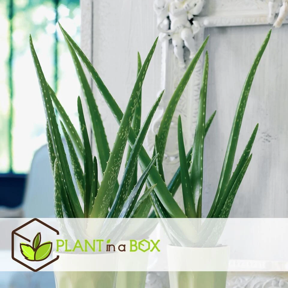 Aloë Vera - Set Van 2 - Succulent - Pot 10,5cm - Hoogte 25-40cm - Afbeelding 4