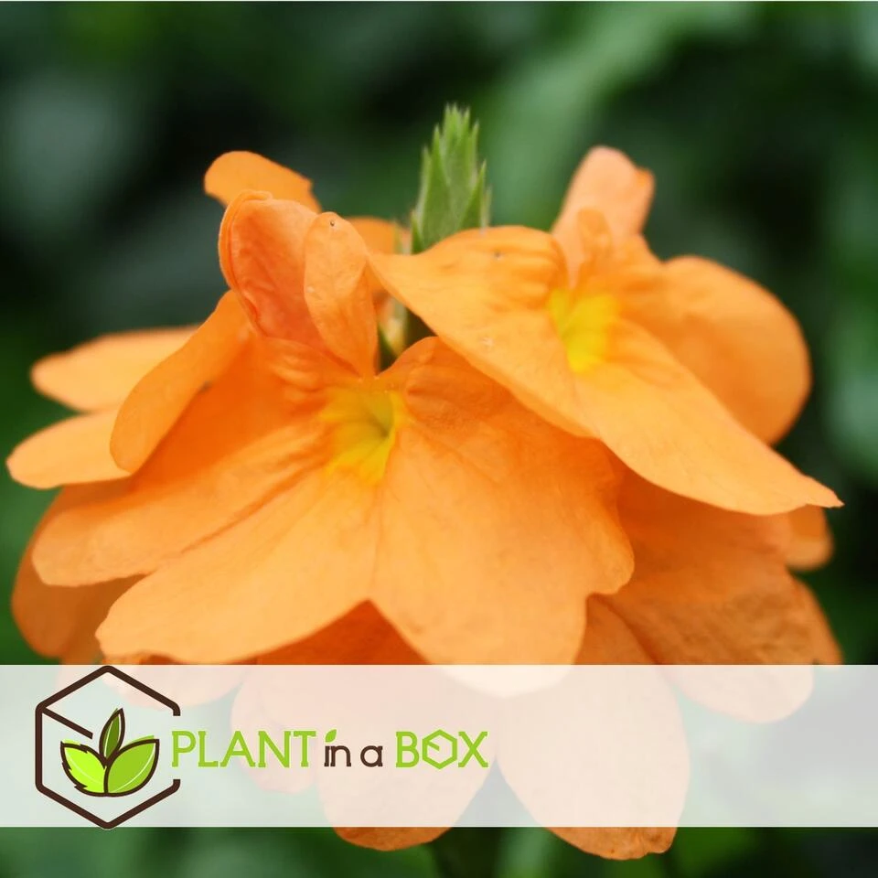 Crossandra Fortuna - Set Van 2 - Oranje Bloemen - Pot 13cm - Hoogte 20-30cm - Afbeelding 3