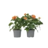 Crossandra Fortuna - Set Van 2 - Oranje Bloemen - Pot 13cm - Hoogte 20-30cm
