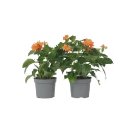 Crossandra Fortuna - Set Van 2 - Oranje Bloemen - Pot 13cm - Hoogte 20-30cm