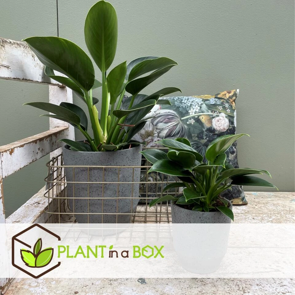 Philodendron Green Princess - Set Van 2 - Pot 12cm - Hoogte 20-30cm - Afbeelding 4