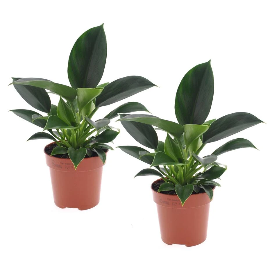 Philodendron Green Princess - Set Van 2 - Pot 12cm - Hoogte 20-30cm