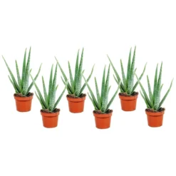 Aloë Vera - Set Van 6 - Succulent - Pot 10,5cm - Hoogte 25-40cm