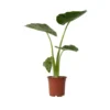 Alocasia Macrorrhiza - "Olifantsoor" - Pot 17cm - Hoogte 60-70cm