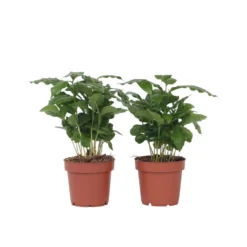 Coffea Arabica - Koffieplant - Set Van 4 - Pot 12cm - Hoogte 25-40cm