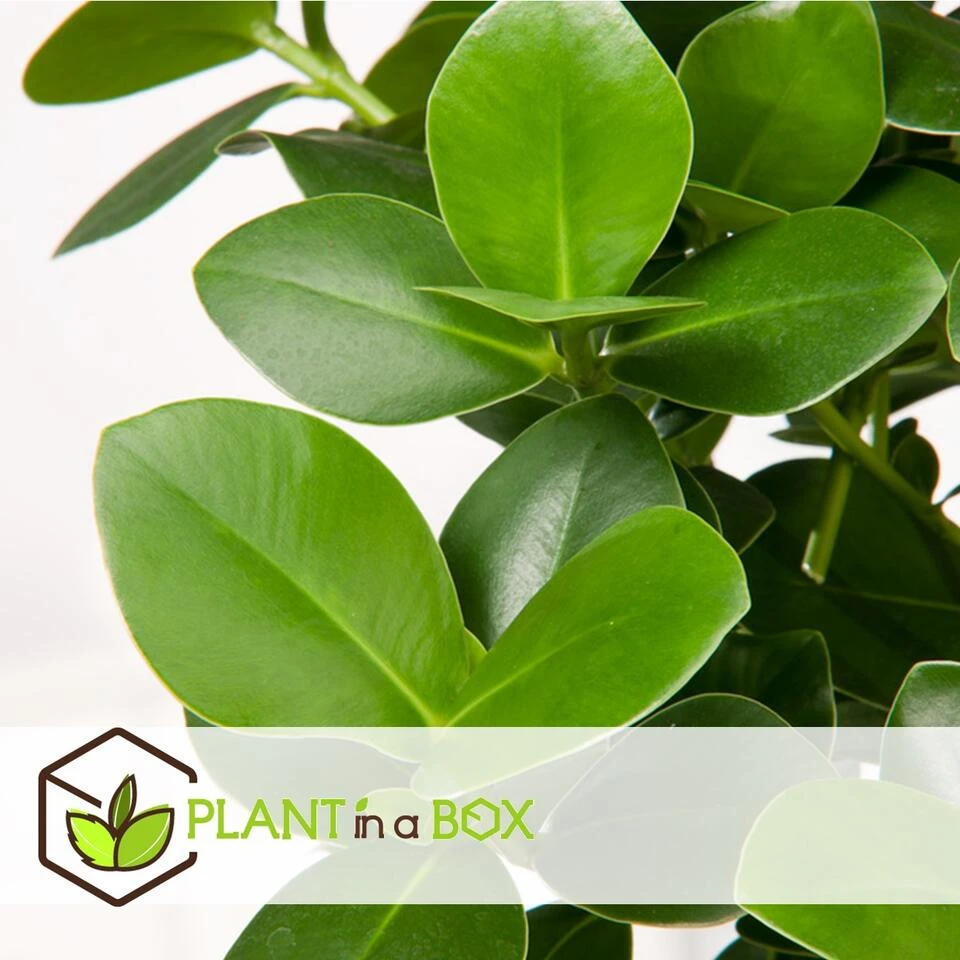 Clusia Rosea Princess - Pot 17cm - Hoogte 50-60cm - Afbeelding 4