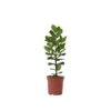 Clusia Rosea Princess - Pot 17cm - Hoogte 50-60cm