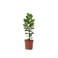 Clusia Rosea Princess - Pot 17cm - Hoogte 50-60cm