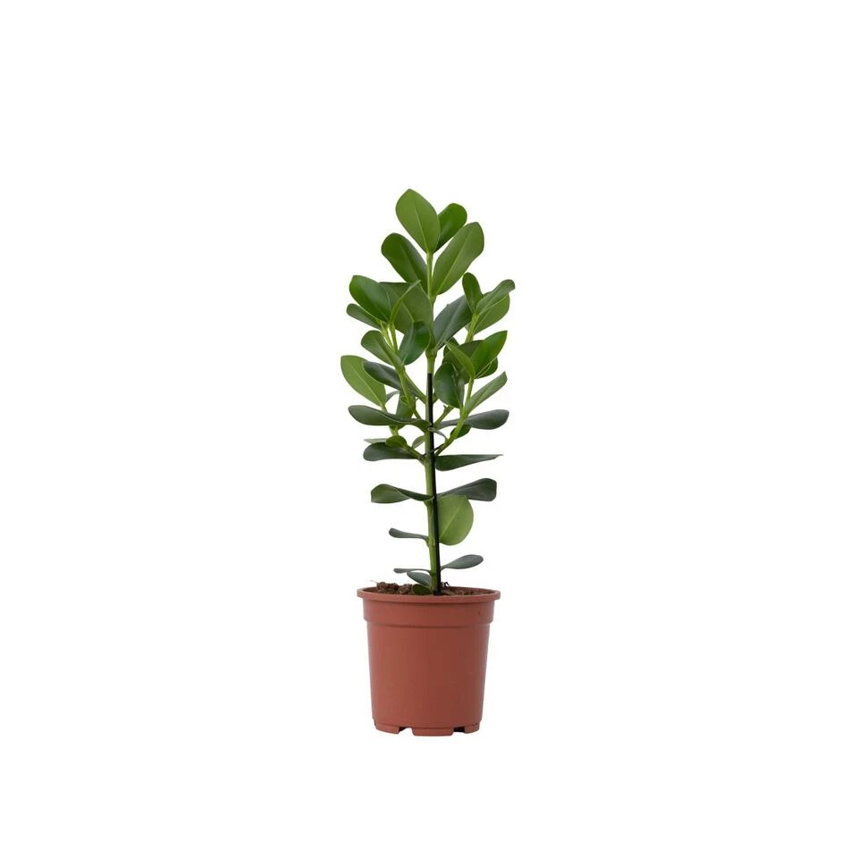 Clusia Rosea Princess - Pot 17cm - Hoogte 50-60cm