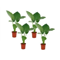 Alocasia Macrorrhiza - Set Van 4 - "Olifantsoor" - Pot 17cm - Hoogte 60-70cm
