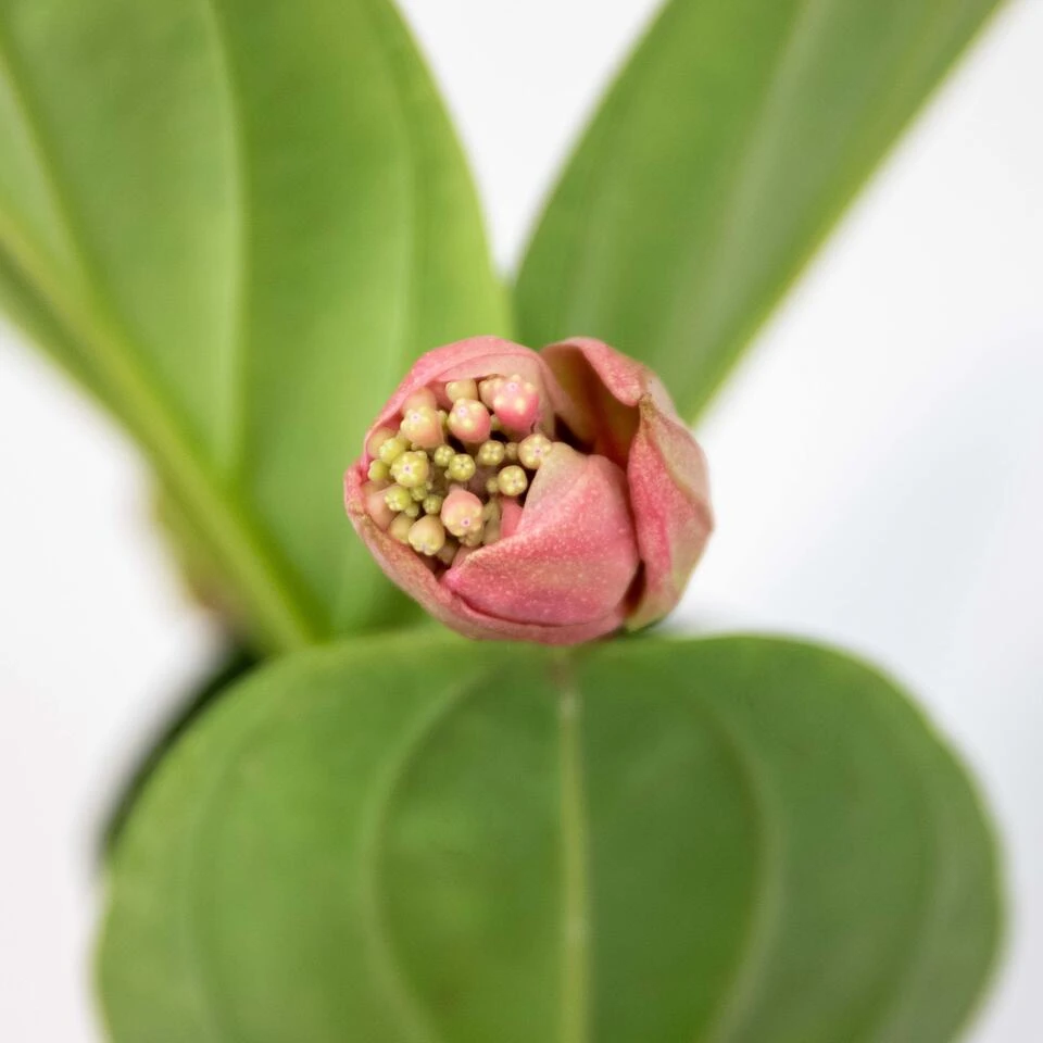 Medinilla Lambada β Trosbloem β β14 Cm - β35-45 Cm - Afbeelding 3