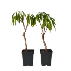 Prunus Bonanza - Set Van 2 - Dwerg Perzikboom - Pot 14cm - Hoogte 60-70cm