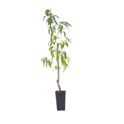 Prunus Persica 'Saturne' - Perzikboom - Fruitboom - Pot 15 Cm - Hoogte 60-70cm