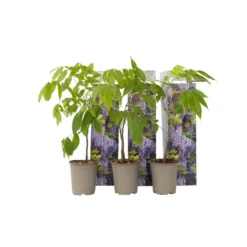 Wisteria Sinensis - Set Van 6 - Wisteria Blauwe Regen - Pot 9cm - Hoogte 25-40cm