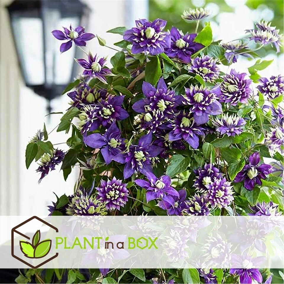 Clematis Taiga - Set Van 4 - Winterharde Klimplanten - Pot 9cm - Hoogte 25-40cm - Afbeelding 4