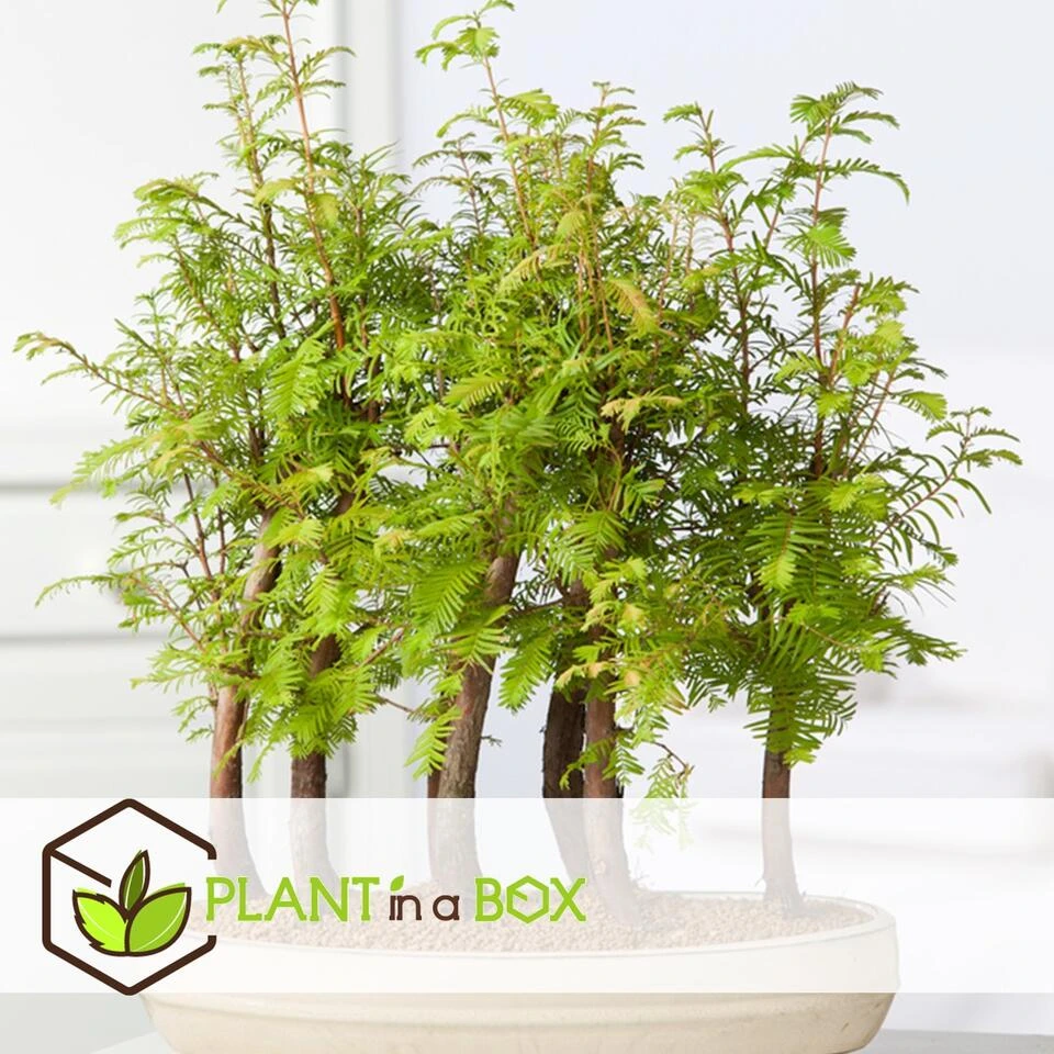Outdoor Bonsai Metasequoia Forest - Bonsai - Pot 15cm - Hoogte 20-30cm - Afbeelding 3