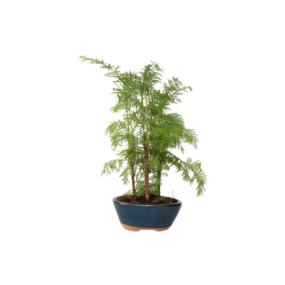 Outdoor Bonsai Metasequoia Forest - Bonsai - Pot 15cm - Hoogte 20-30cm