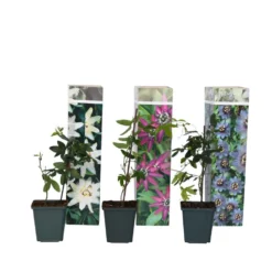 Passiflora - Mix Van 6 - Klimplant - Pot 9cm - Hoogte 25-40cm