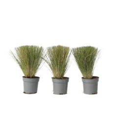 Stipa Tenuifolia 'Pony Tails' - Set Van 3 - Gras - Pot 9cm - Hoogte 20-30cm