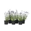 Lavandula Angustifolia - Set X12 - Lavandelplant - Pot 10.5cm - Hoogte 10-15cm