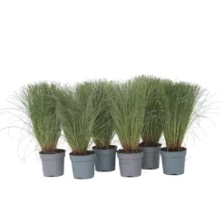 Stipa Tenuifolia 'Pony Tails' - Set Van 9 - Gras - Pot 9cm - Hoogte 20-30cm