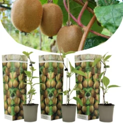Kiwi Actinidia 'Jenny' - Set Van 3 - Kiwiplanten - Pot 9cm - Hoogte 20-40cm