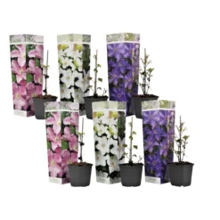 Mix Van 6 Clematis - Tuinplanten - Klimplant - Pot 9cm - Hoogte 25-40cm
