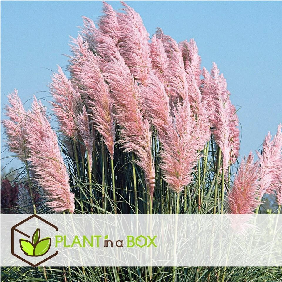 Cortaderia Selloana - Set Van 6 - Siergras - Roze - Pot 9cm - Hoogte 25-40cm - Afbeelding 2
