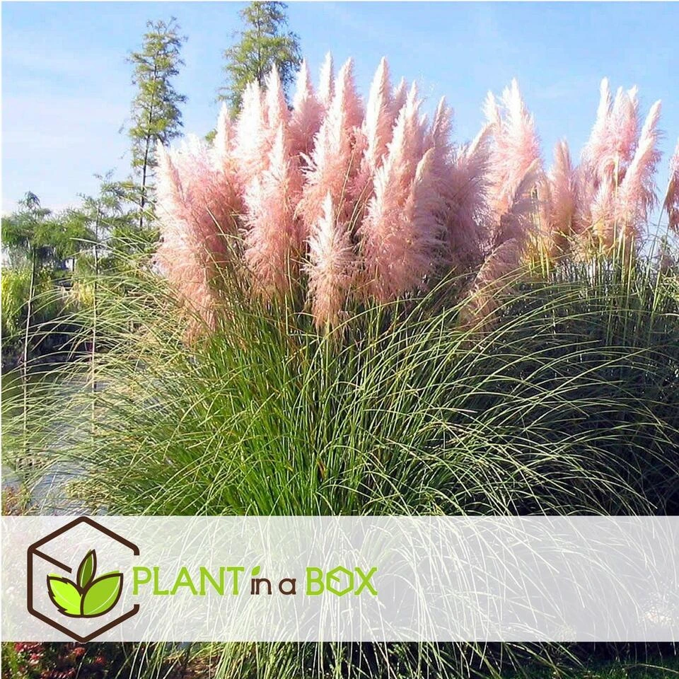 Cortaderia Selloana - Set Van 6 - Siergras - Roze - Pot 9cm - Hoogte 25-40cm - Afbeelding 4