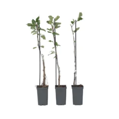 Malus - Mix Van 6 - Appelboom - Pilaar - Pot 9cm - Hoogte 60-70cm