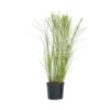 Miscanthus Gracilimus - Winterhard Siergras - Pot 23cm - Hoogte 40-60cm
