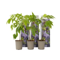 Wisteria Sinensis - Set Van 3 - Wisteria Blauwe Regen - Pot 9cm - Hoogte 25-40cm