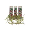 Cranberry - Set Van 3 - Eetbaar - Tuinplanten - Pot 9cm - Hoogte 10-20cm
