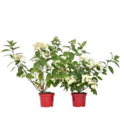 Hydrangea 'Wim's Red' - Set Van 2 - Pluimhortensia - Pot 19cm - Hoogte 25-40cm