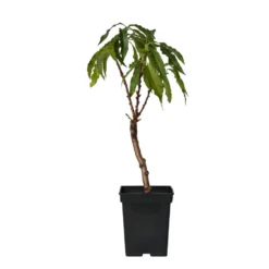 Prunus Persica Bonanza - Dwerg Perzikboom - Pot 14cm - Hoogte 60-70cm