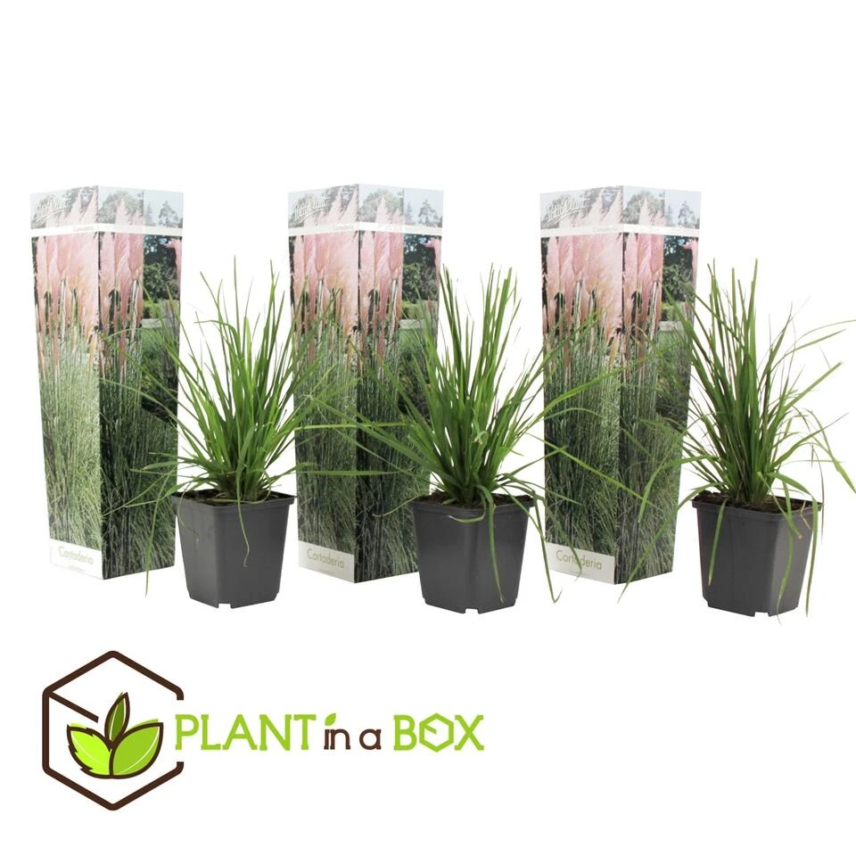 Cortaderia Selloana - Set Van 3 - Siergras - Roze - Pot 9cm - Hoogte 25-40cm - Afbeelding 3