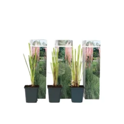 Cortaderia Selloana - Set Van 3 - Siergras - Roze - Pot 9cm - Hoogte 25-40cm