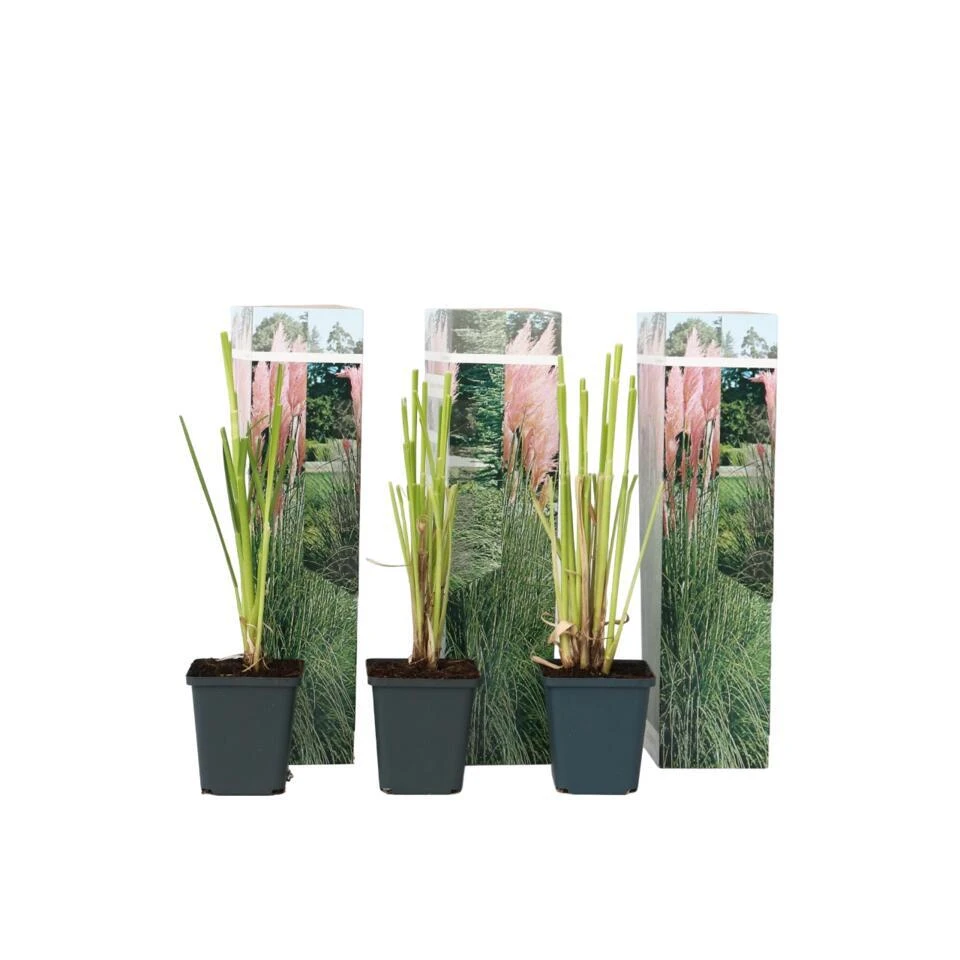 Cortaderia Selloana - Set Van 3 - Siergras - Roze - Pot 9cm - Hoogte 25-40cm