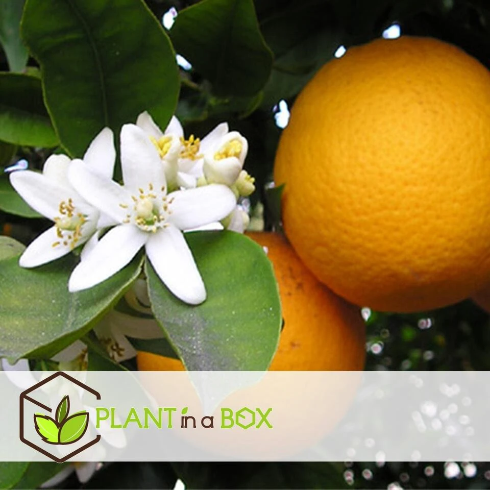 Medi Mix - Set Van 8 - Mediterrane Fruitbomen - Pot 9cm - Hoogte 25-40cm - Afbeelding 4